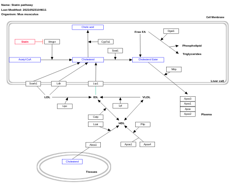 Statin pathway
