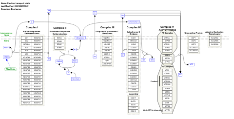 Electron transport chain