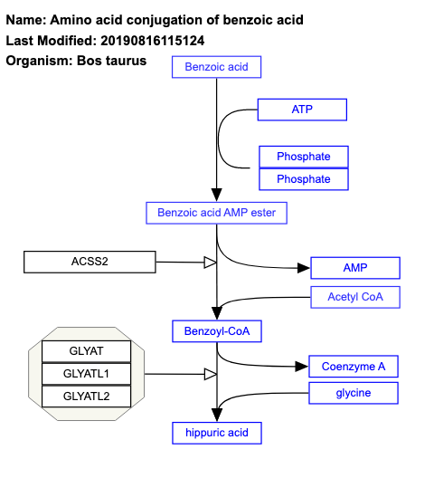 Amino acid conjugation of benzoic acid
