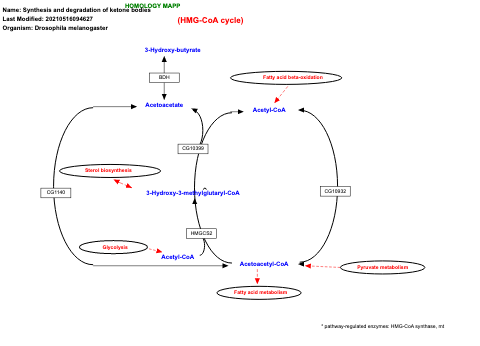 Synthesis and degradation of ketone bodies