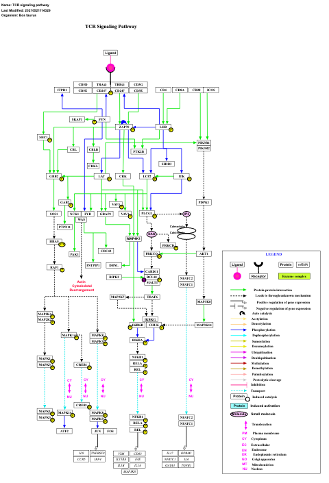 TCR signaling pathway