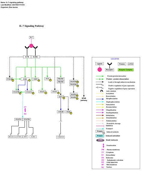 IL-7 signaling pathway