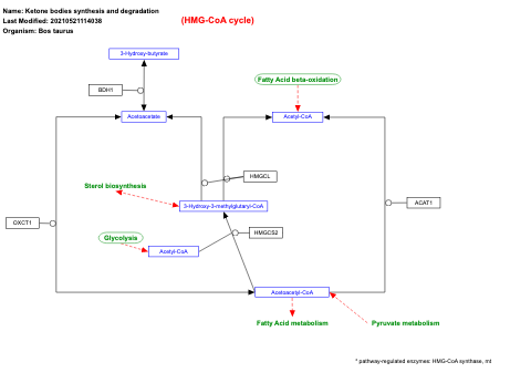 Ketone bodies synthesis and degradation