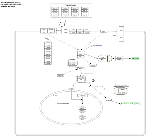 Wnt signaling pathway