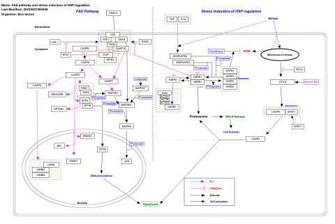 FAS pathway and stress induction of HSP regulation
