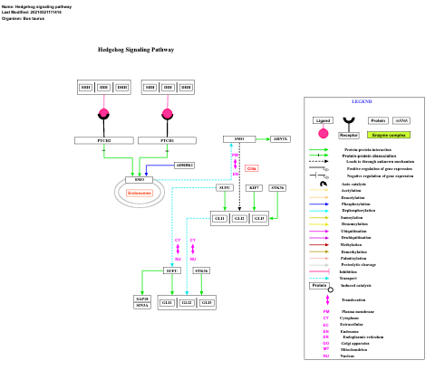 Hedgehog signaling pathway