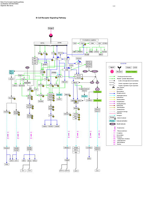 B cell receptor signaling pathway