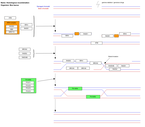 Homologous recombination