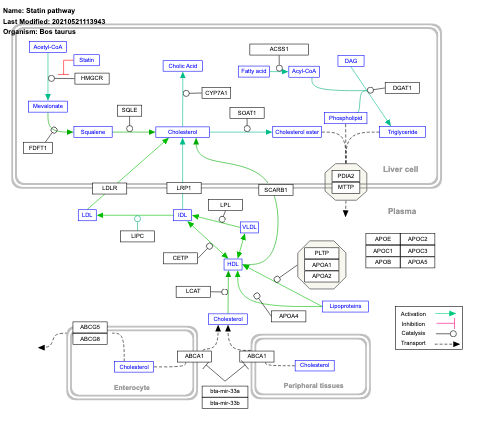 Statin pathway