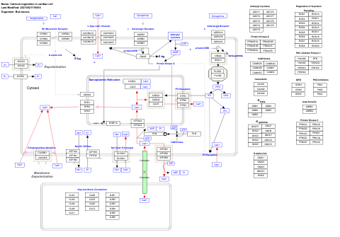 Calcium regulation in cardiac cell