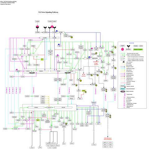 TGF-beta signaling pathway