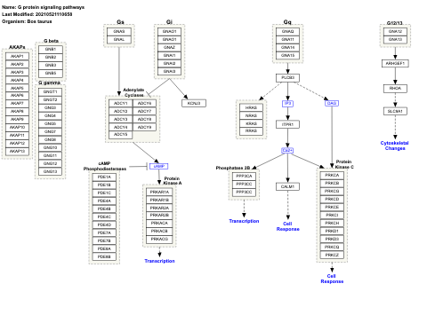 G protein signaling pathways