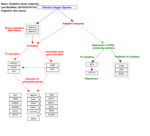 Oxidative stress response