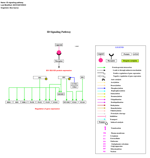 ID signaling pathway