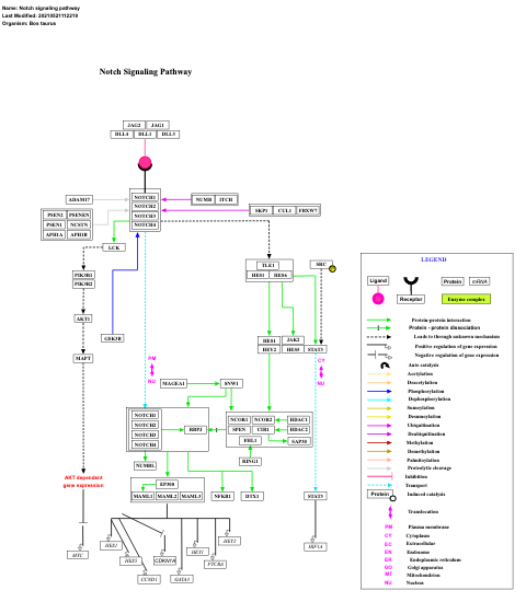 Notch signaling pathway