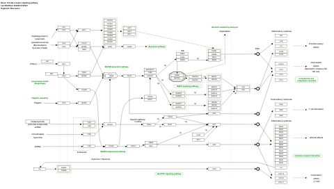 Toll-like receptor signaling pathway