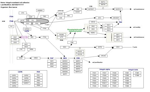 Integrin-mediated cell adhesion