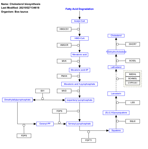 Cholesterol biosynthesis