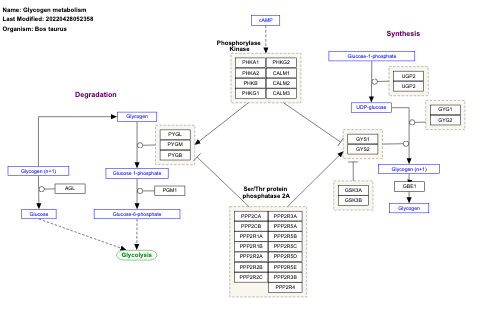 Glycogen metabolism