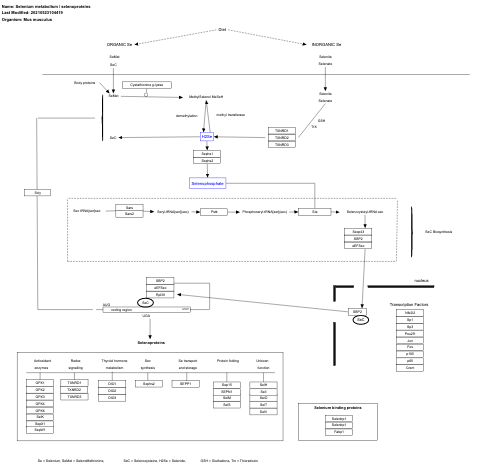 Selenium metabolism / selenoproteins