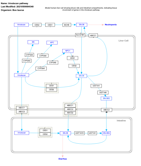 Irinotecan pathway