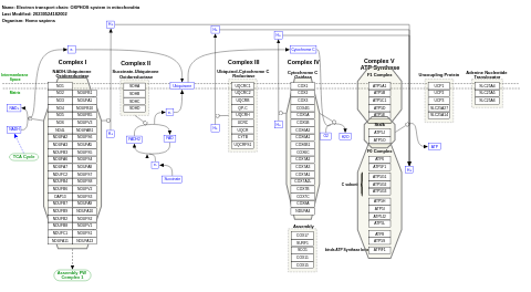 Electron transport chain: OXPHOS system in mitochondria