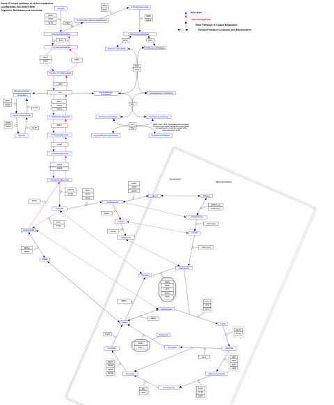 Principal pathways of carbon metabolism