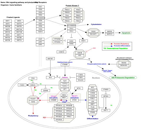Wnt signaling pathway and pluripotency