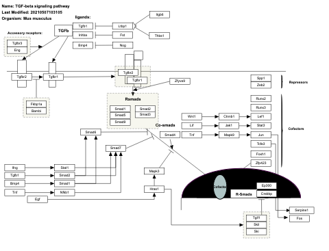TGF-beta signaling pathway