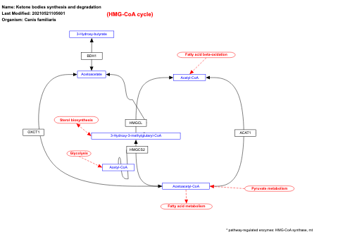 Ketone bodies synthesis and degradation