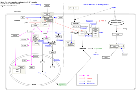 FAS pathway and stress induction of HSP regulation
