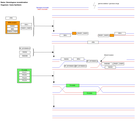 Homologous recombination