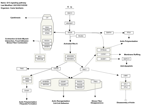 G13 signaling pathway