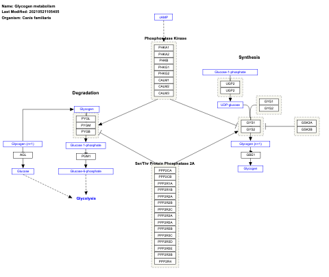Glycogen metabolism