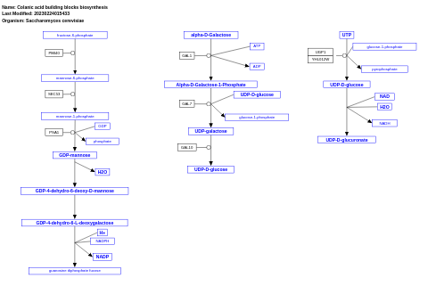 Colanic acid building blocks biosynthesis