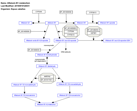 Aflatoxin B1 metabolism