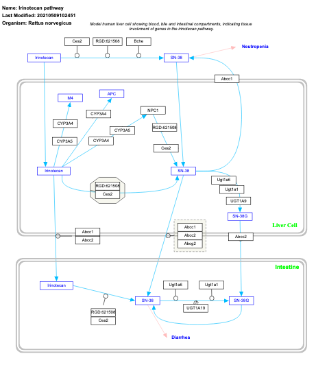 Irinotecan pathway