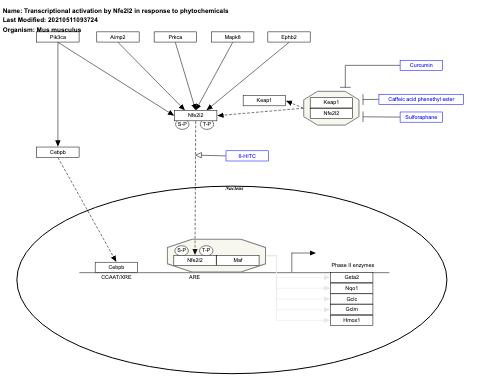 Transcriptional activation by Nfe2l2 in response to phytochemicals
