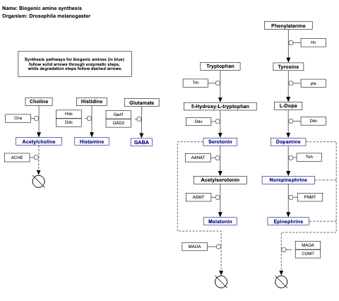 Biogenic amine synthesis