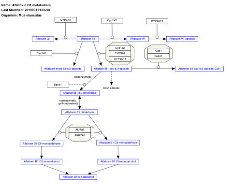 Aflatoxin B1 metabolism
