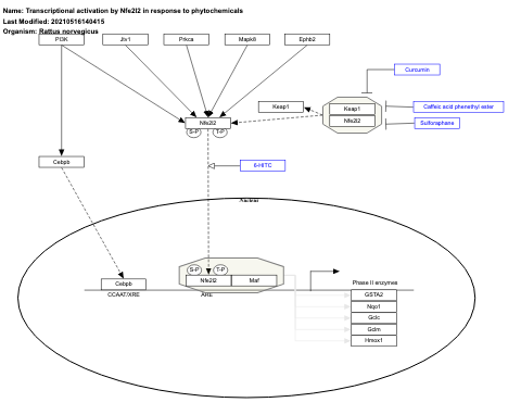 Transcriptional activation by Nfe2l2 in response to phytochemicals