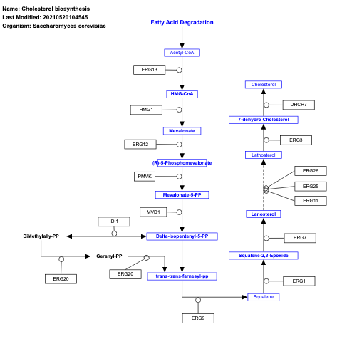 Cholesterol biosynthesis