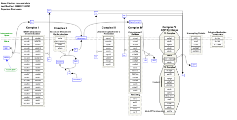 Electron transport chain