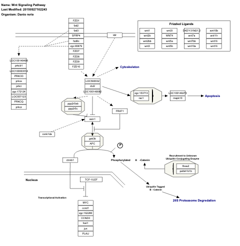 Wnt Signaling Pathway