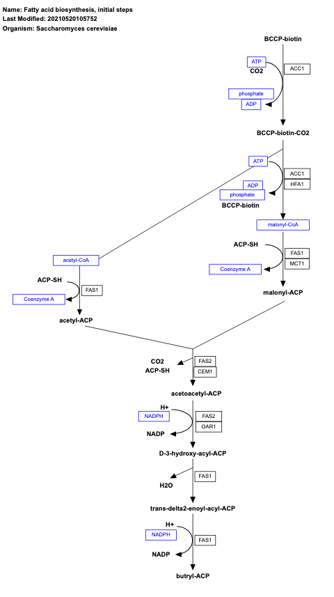Fatty acid biosynthesis, initial steps