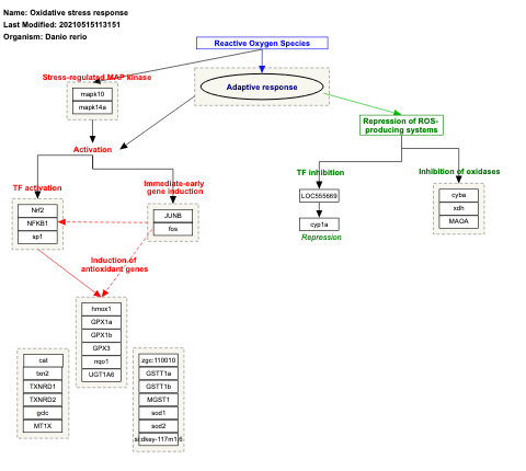 Oxidative stress response