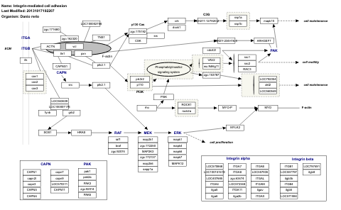 Integrin-mediated cell adhesion