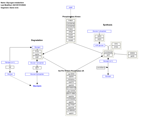 Glycogen metabolism