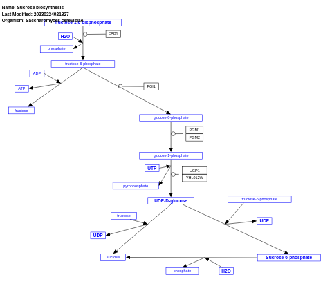 Sucrose biosynthesis