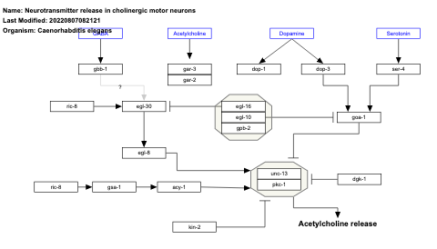 Neurotransmitter release in cholinergic motor neurons